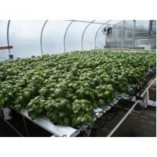 American Hydroponics 2012HL Standard System - Lettuce